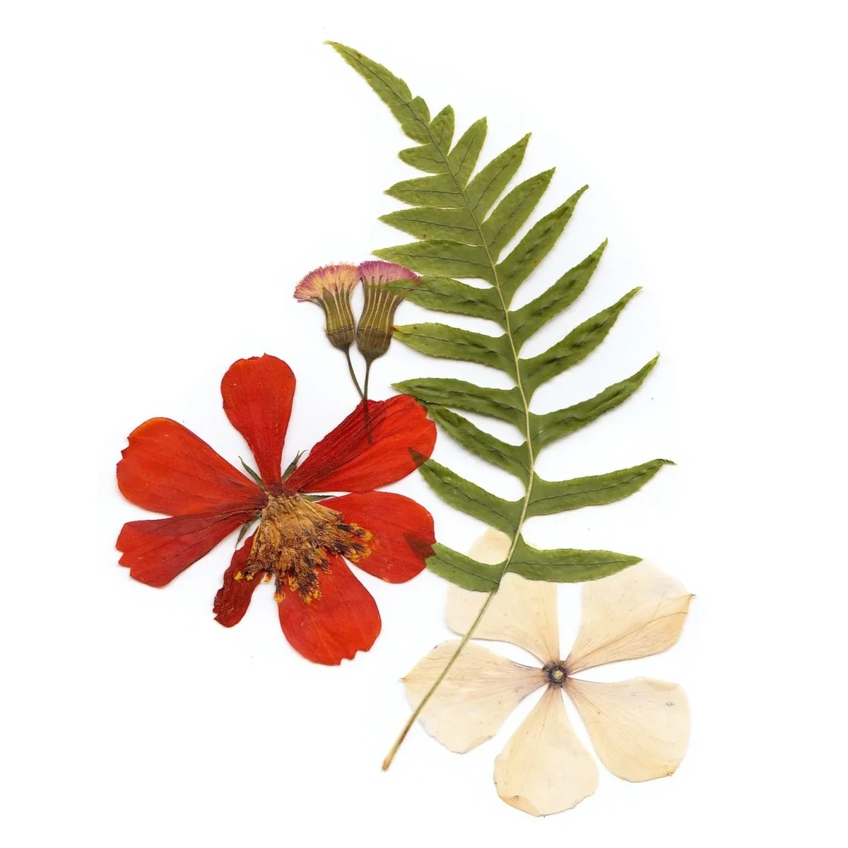 Pressede blomster og bregne